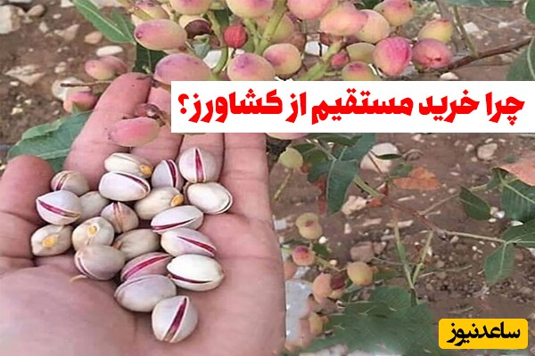 خرید مستقیم پسته از کشاورز