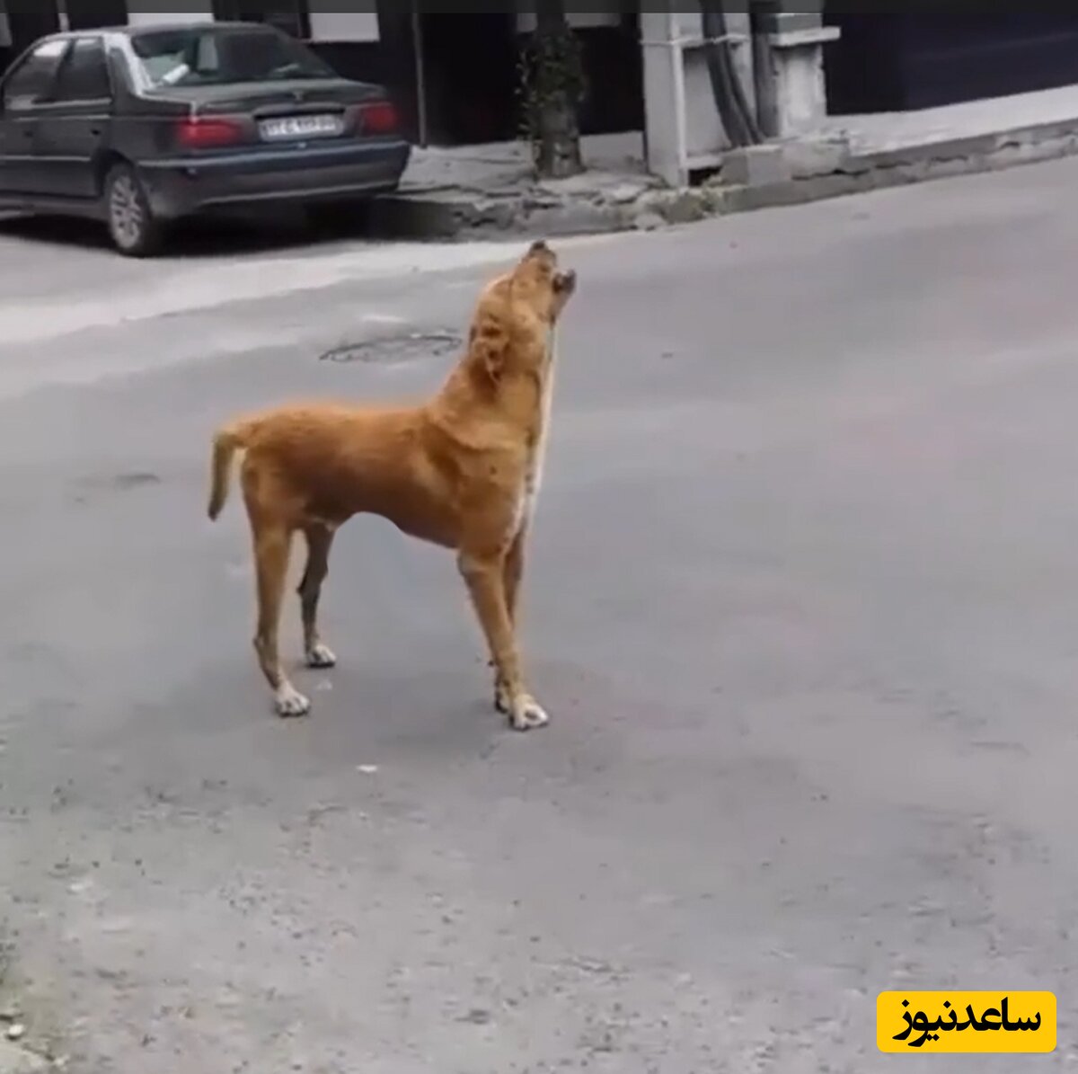 ویدیو | آوازخوانی یک سگ بعد از شنیدن صدای ویالن نوازنده خیابانی / برق بگیره ولی جو نگیره همینه ها!