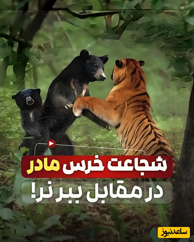 ویدئوی حیات وحش روز؛ این ماجرای راز بقا: نبرد نفسگیر خرس مادر شجاع برای نجات توله‌اش از دست ببر بنگال!