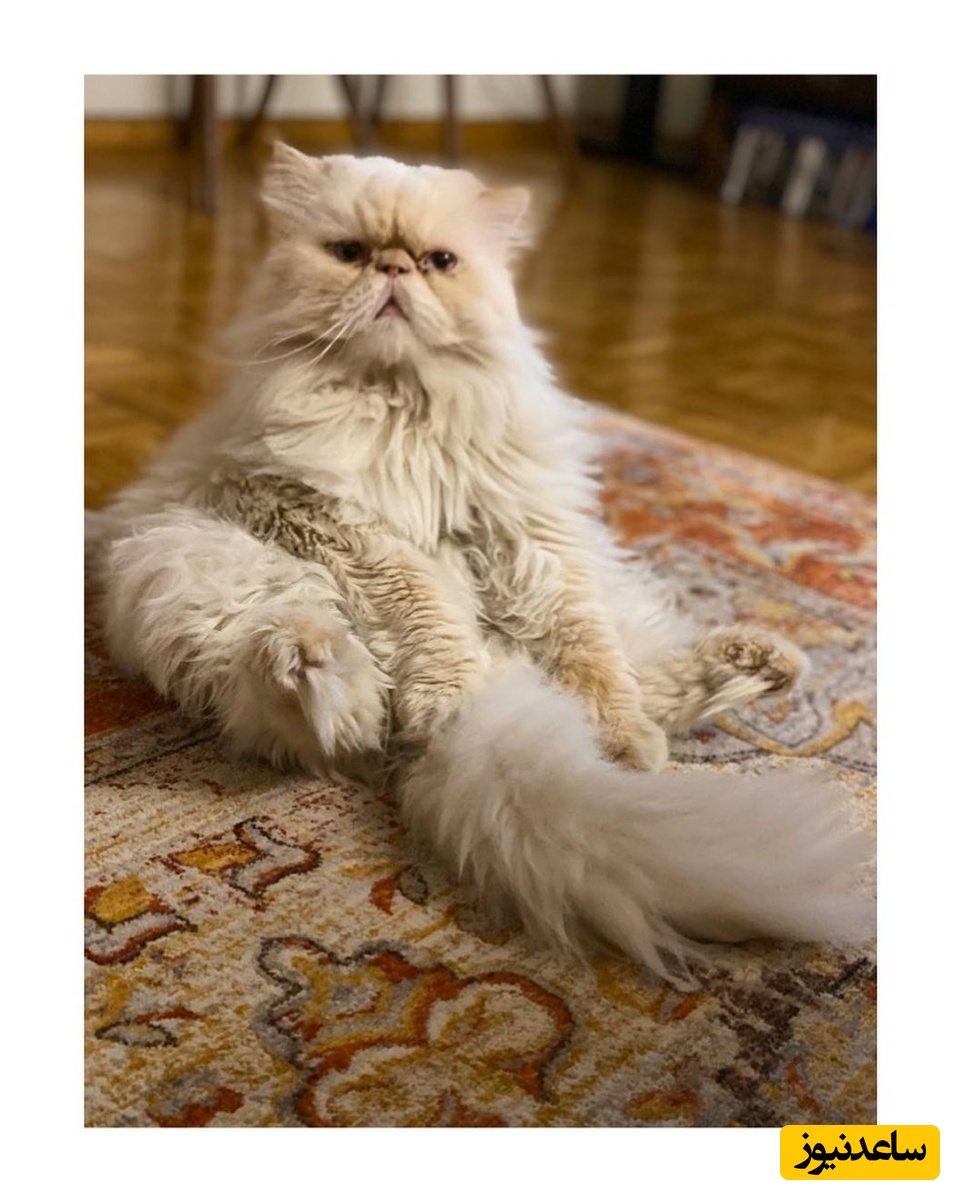 منزل نرگس محمدی