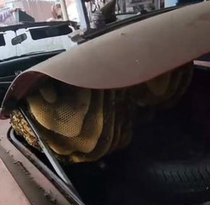 (ویدیو) کشف کندوی بزرگ عسل در صندوق ماشینی قدیمی