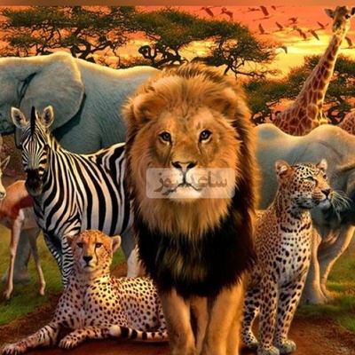 (ویدئو) با 10 مورد از قوی ترین حیوانات جهان آشنا شوید