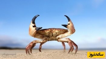 دیدن خرچنگ در خواب چه تعبیری دارد؟  /تعبیر خواب خرچنگ