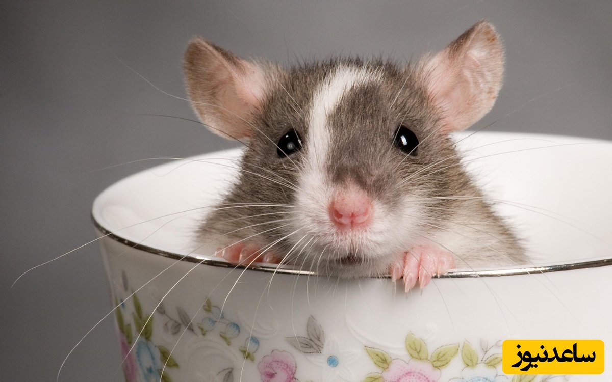 خطای دید/ حتی افرادی با ضریب هوشی بالا و انیشتینی هم نمی‌توانند در کمتر از 3 ثانیه موش را در آشپزخانه بهم ریخته پیدا کنند