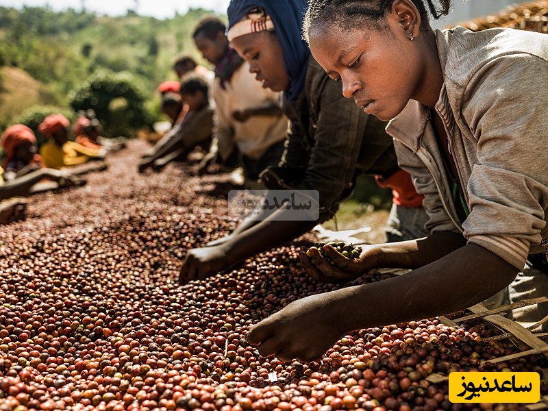 چندش‌آورترین و گرانترین قهوه دنیا در مدفوع فیل! + جزئیات و تصاویر