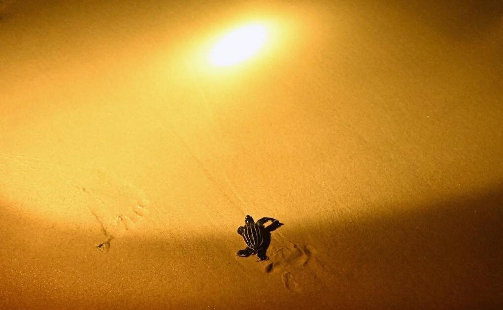 لاکپشت در ساحل