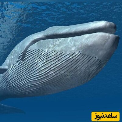 (فیلم) لحظه دیده نشده از ترکیدن یک نهنگ مرده در آب/ دل و روده اش زد بیرون😱