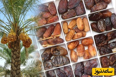 با تصمیمات اشتباه وزارت جهاد صادرات خرمای ایران دود شد (ویدئو)