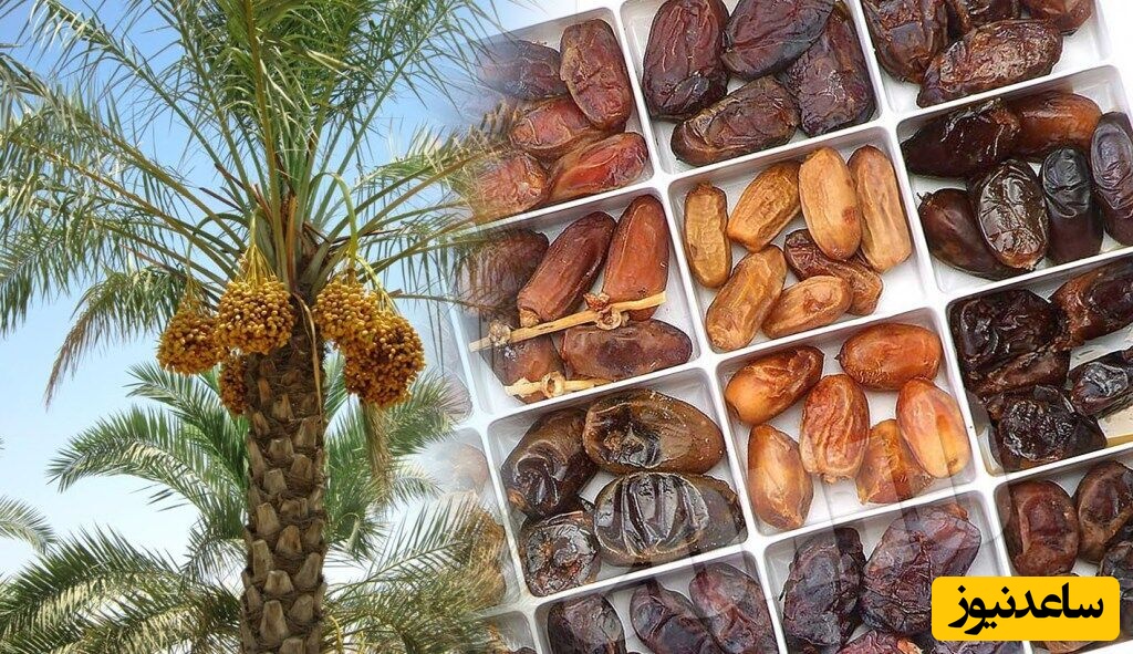 با تصمیمات اشتباه وزارت جهاد صادرات خرمای ایران دود شد (ویدئو)