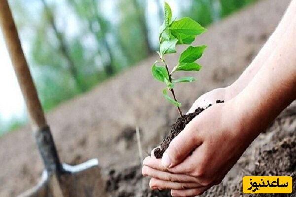 کاشت 168 نهال به یاد دانش‌آموزان شهید میناب در دانشگاه تهران