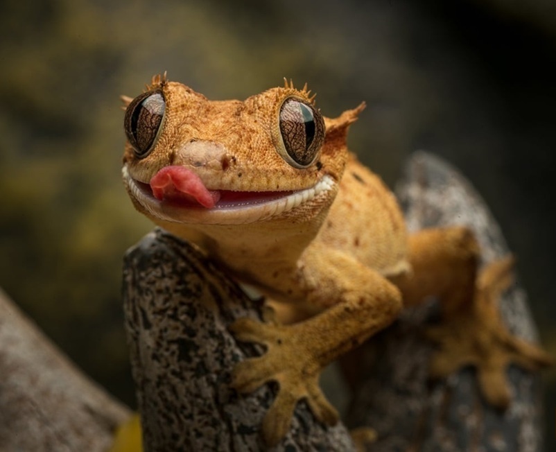 (ویدیو) درگیری وحشتناک روی دیوار/ مارمولک مقابل خفاش