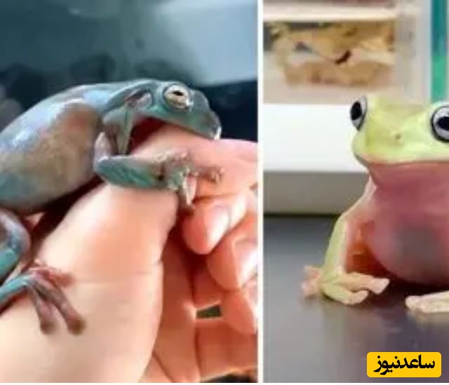 قورباغه درختی سفید؛ موجودی بامزه که شبیه شخصیت های کارتونی ست! +ویدئو دیدنی