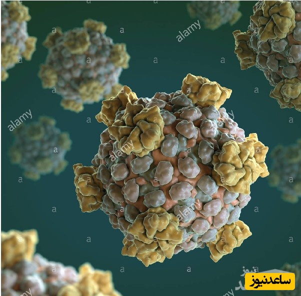 کشف ویروسی که تومور مغزی را نابود می کند.