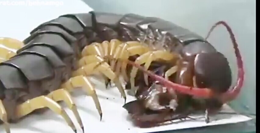 حیات وحش ؛ مستند حیات وحش حیوانات/
زنده خواری سوسک توسط هزارپا خیلی وحشتناک+ویدئو