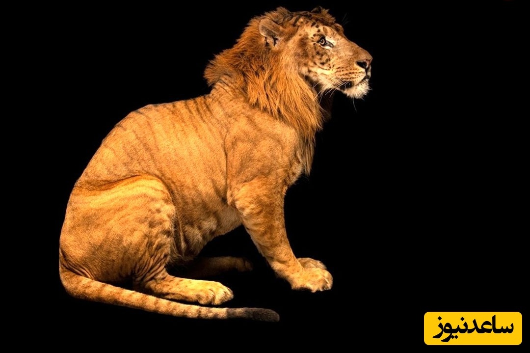 جدیدترین جانوران «دورگه» جهان؛ از «شتر-لاما» تا «اسب-گورخر»