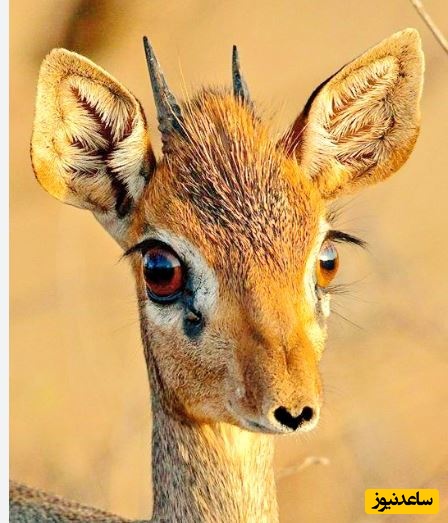 دیک دیک؛ یک آهوی مینیاتوری بامزه با دماغ عجیب!