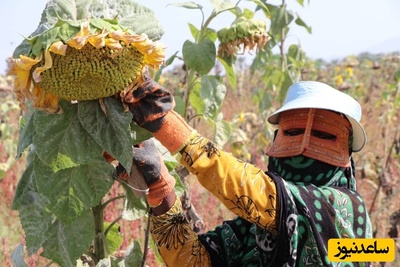 ابتکار هوشمندانه کشاورز سبزواری در جدا کردن تخمه‌های آفتابگردان مزرعه‌اش با موتور حماسه خلق کرد+فیلم/ بابا تو دیگه کی هستی دست شیطونو بستی