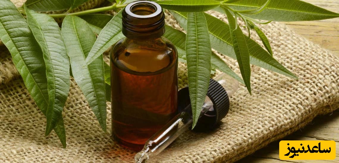 چگونه از روغن درخت چای برای زیبایی پوست و مو استفاده کنیم؟