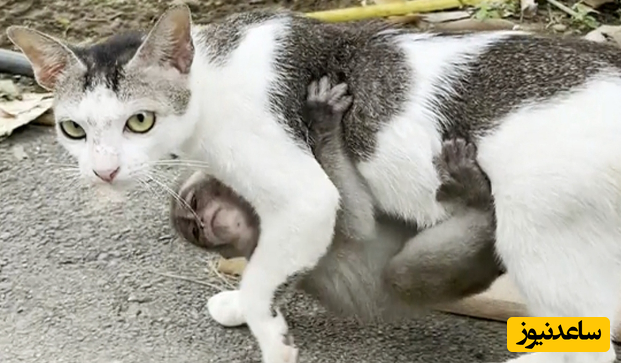 (ویدئو) گربه‌ای که یک بچه میمون را به فرزندی پذیرفت!