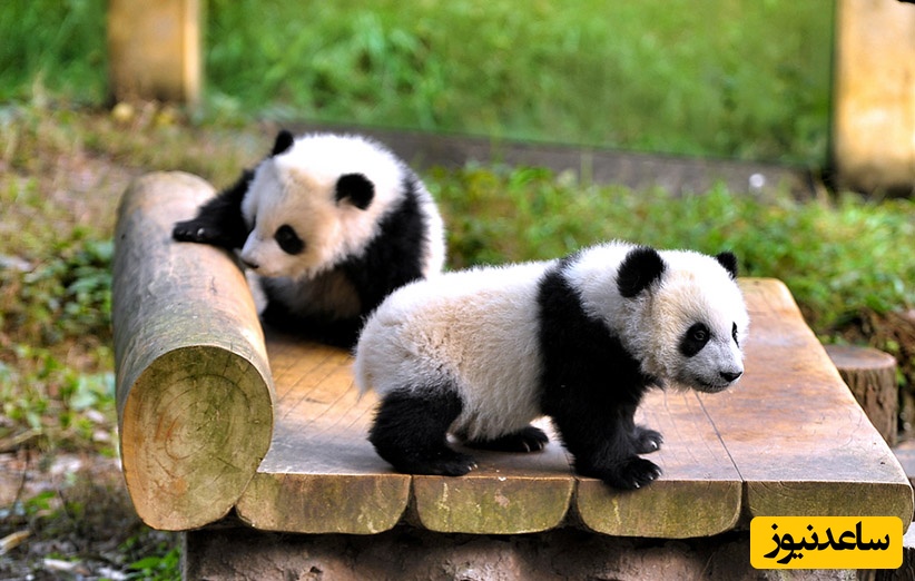 (عکس) روند جالب نجات و انتقال بچه پاندا در چین / لباس پاندا پوشیدن تا احساس غریبی نکنند😨