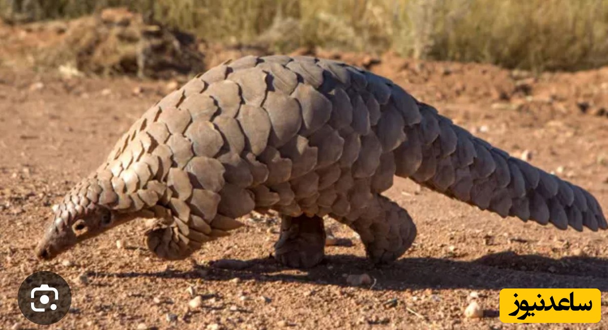 ببینید| شنا کردن بامزه پانگولین در آب های گل آلود