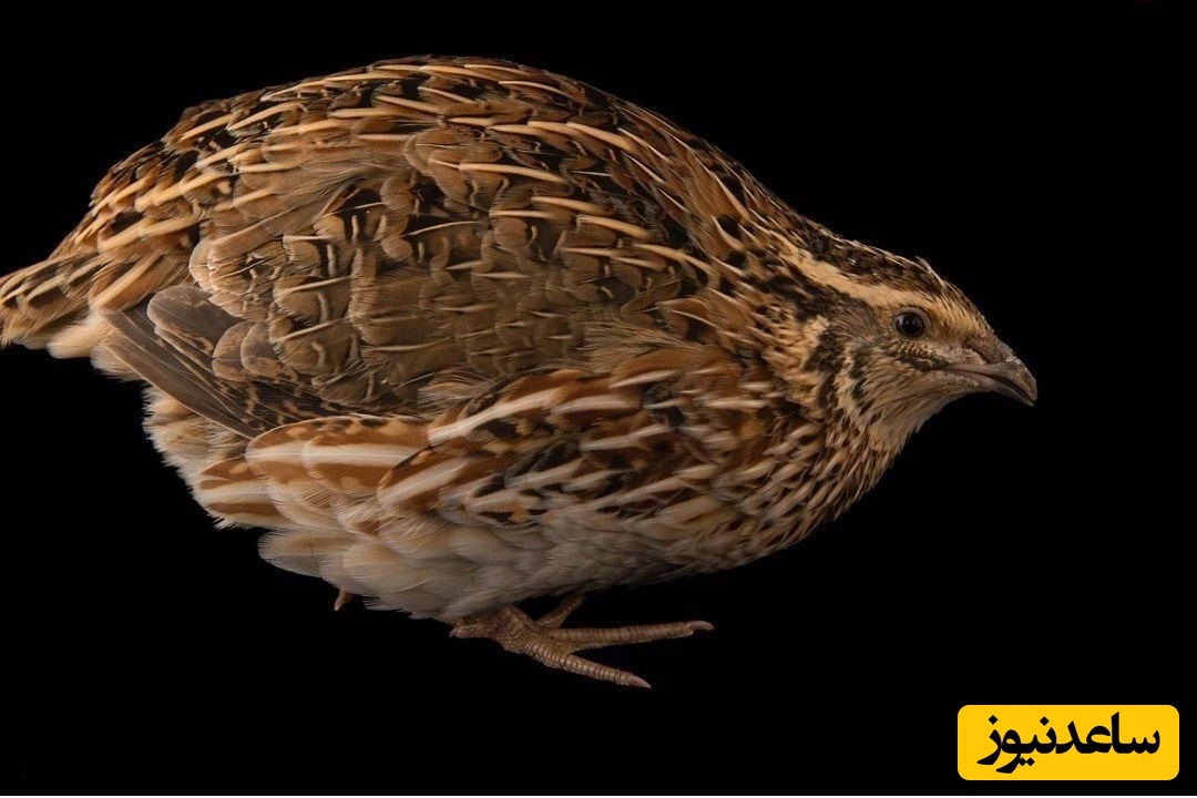 تصاویر؛ بلدرچین فرعون؛ تخم‌گذارترین بلدرچین دنیا که سالی 330 تخم می‌گذارد و بهترین پرنده برای نگهداری در خانه است