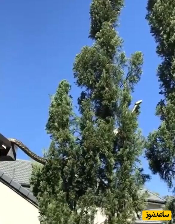 (ویدئو) عبور مار چند متری غول پیکر از روی پشت بام یک خانه به سبک تارزان/ زندگی کردن تو استرالیا هم سخته واقعا