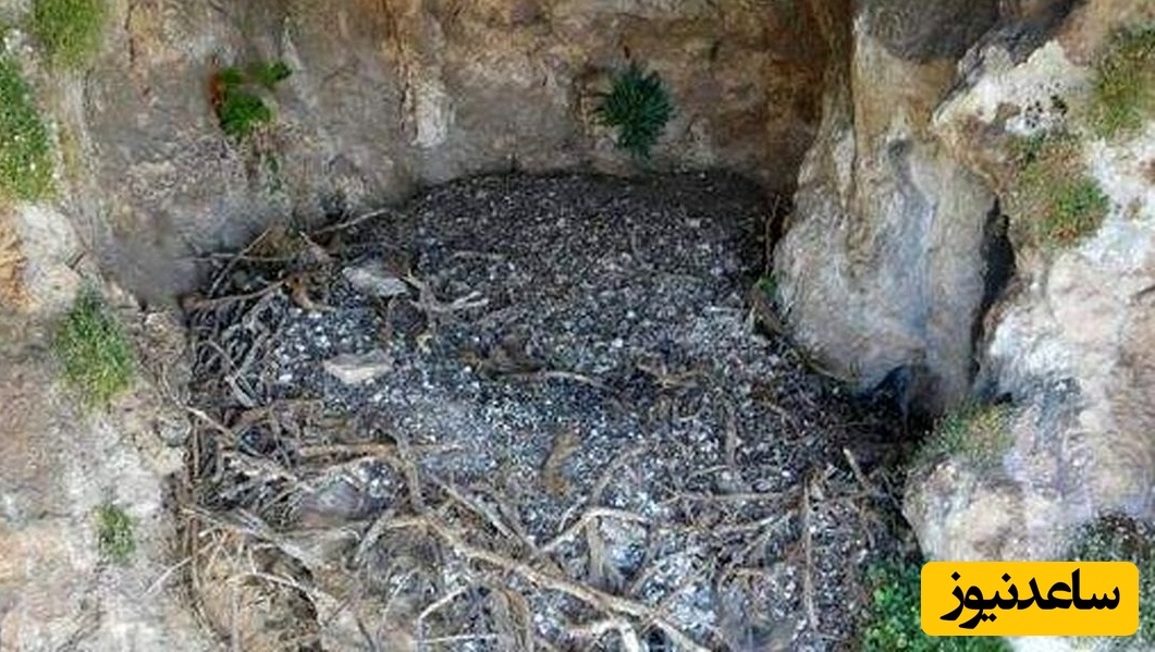 کشف غیرمنتظرۀ آثار تاریخی 600 ساله در لانۀ «همای سعادت»