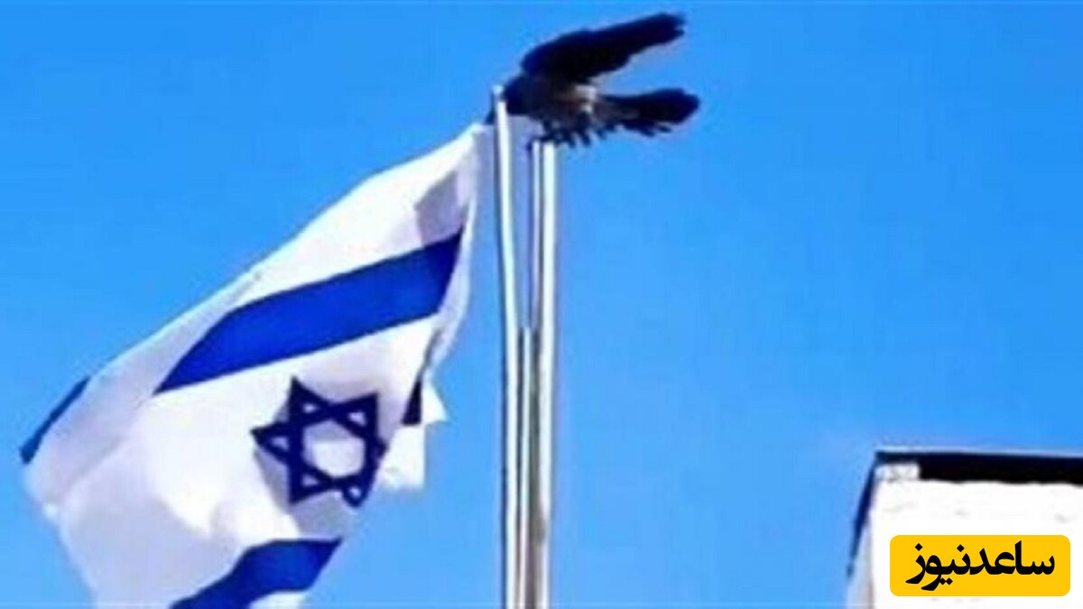 خصومت عجیب و جالب کلاغ ها با پرچم رژیم منحوس اسرائیل+ویدیو