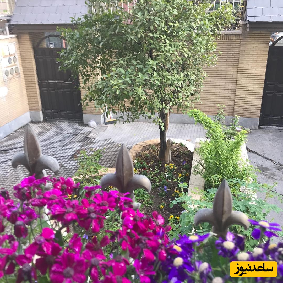 منزل مائده طهماسبی