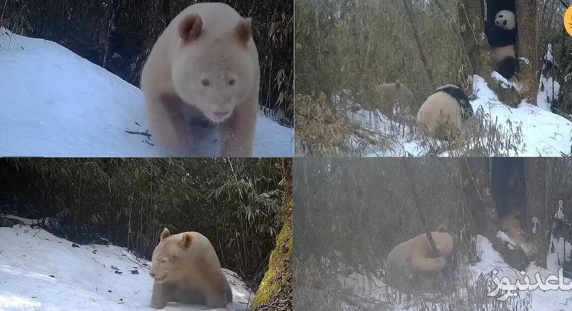 (ویدئو) تنها خرس پاندای سفید جهان دیده شد