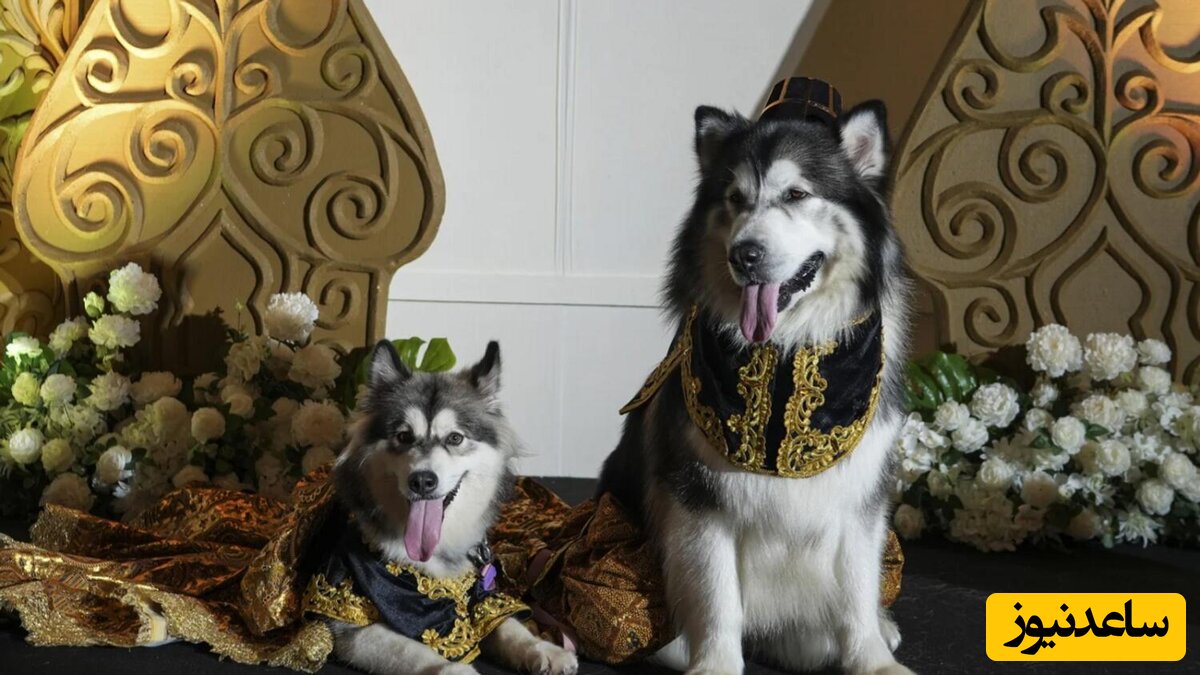 جشن عروسی باورنکردنی و میلیاردی دو سگ/ مالک سگ: اشتباه کردیم + عکس