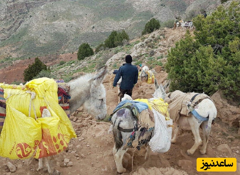 خلاقیت خنده دار اوستا بنا برای حمل مصالح ساختمانی با اُلاغ حماسه آفرید / هنر نزد ایرانیان است و بس😂