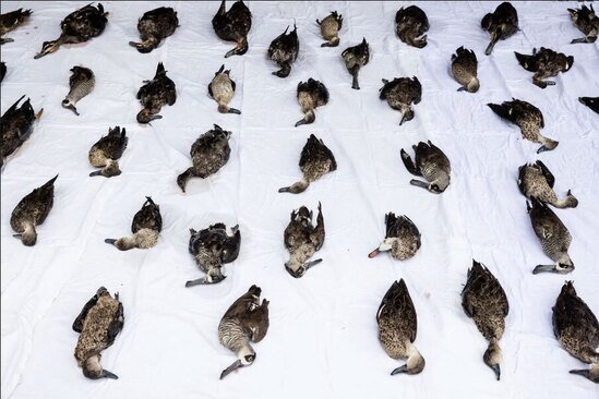 نمایش اردک های مُرده در ملبورن استرالیا از سوی طرفداران حقوق حیوانات و محیط زیست همزمان با آغاز فصل شکار در استرالیا/ آسوشیتدپرس