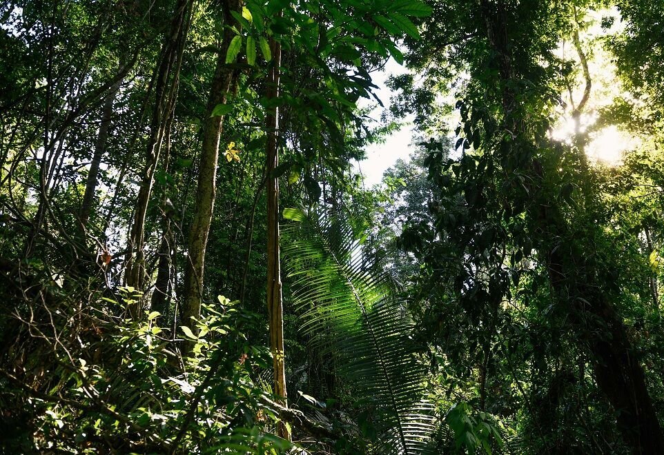 (تصویر) کشف جانور مخملی با 56 پا در جنگل‌های برزیل