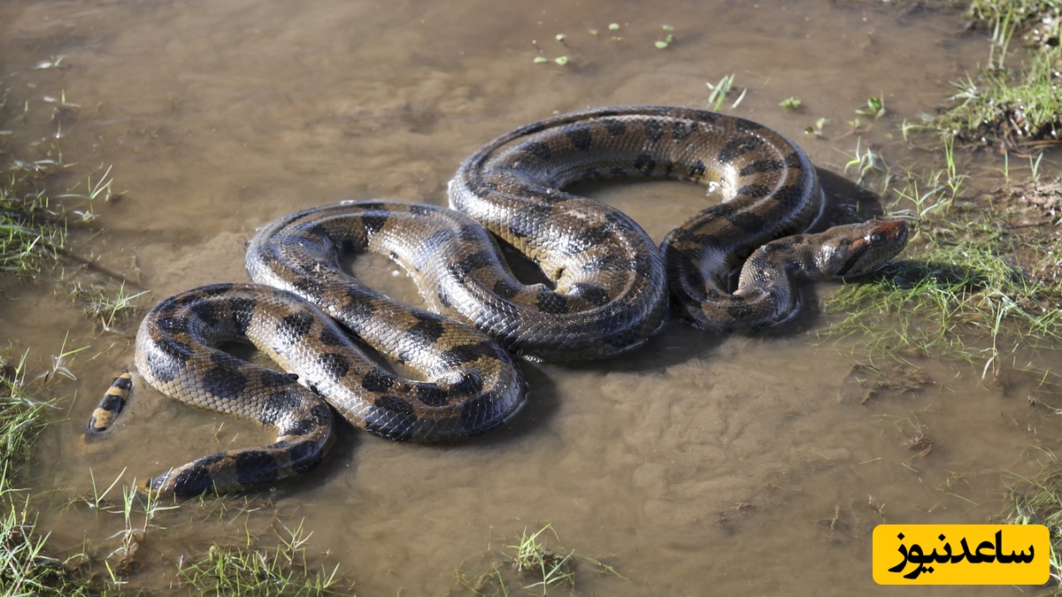 (فیلم) مستند حیات وحش حیوانات/  مار آناکوندای عظیم الجثه مردی را گاز گرفت