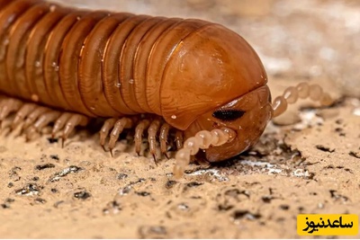 کشف فسیل 326 میلیون سالۀ یک «هزارپا» که هم‌اندازۀ یک «خودرو» بوده است