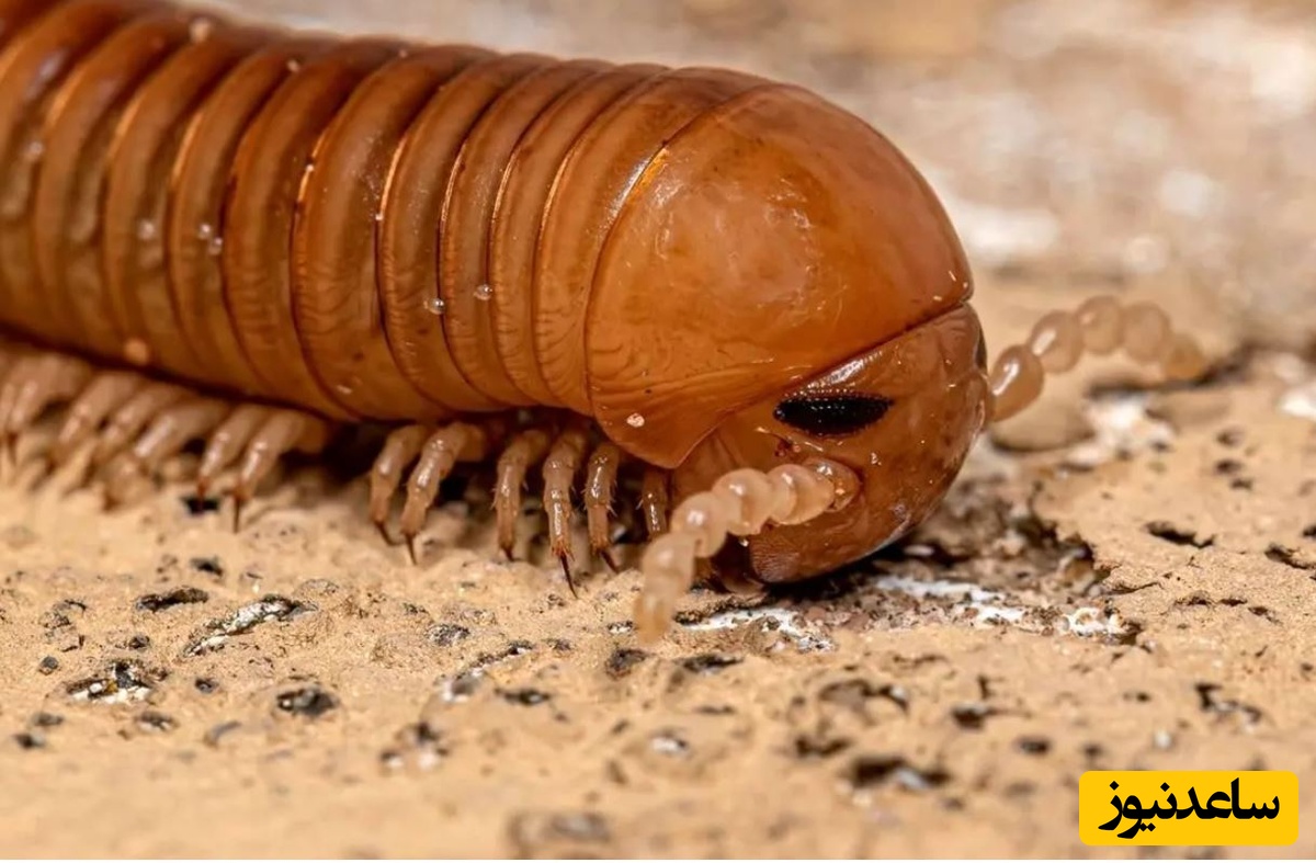 کشف فسیل 326 میلیون سالۀ یک «هزارپا» که هم‌اندازۀ یک «خودرو» بوده است