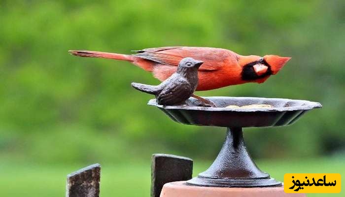 6 عکس برنده کُمدی پرندگان 2024 اعلام شد/ عکس‌هایی که از عکسهای خنده‌دار انسان‌ها هم خنده‌دارترند🤣