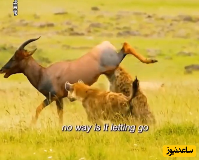 (ویدئو) مستندحیات وحش، راز بقا؛ این داستان: نبرد دلهره آور دو کفتار برای شکار گوزن