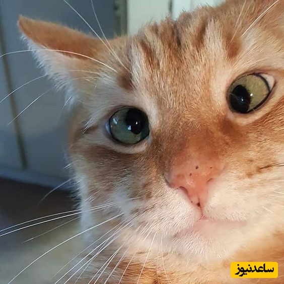 خطای دید/ حتی افرادی با ضریب هوشی بالا نمی‌توانند در 8 ثانیه کلمه "EVEN" را در میان کلمات دیگر پیدا کنند