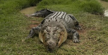 18 نفر حریف این تمساح غول‌پیکر نشدند!+  عکس