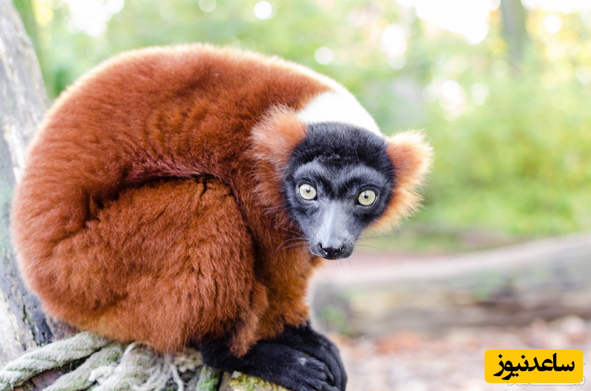 پستانداران به انگلیسی