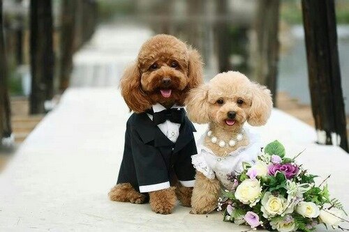 سگ بودل در لباس عروس و داماد