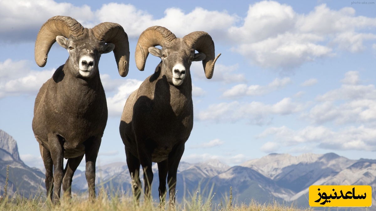 دیدن قوچ در خواب چه تعبیری دارد؟ / تعبیر خواب قوچ