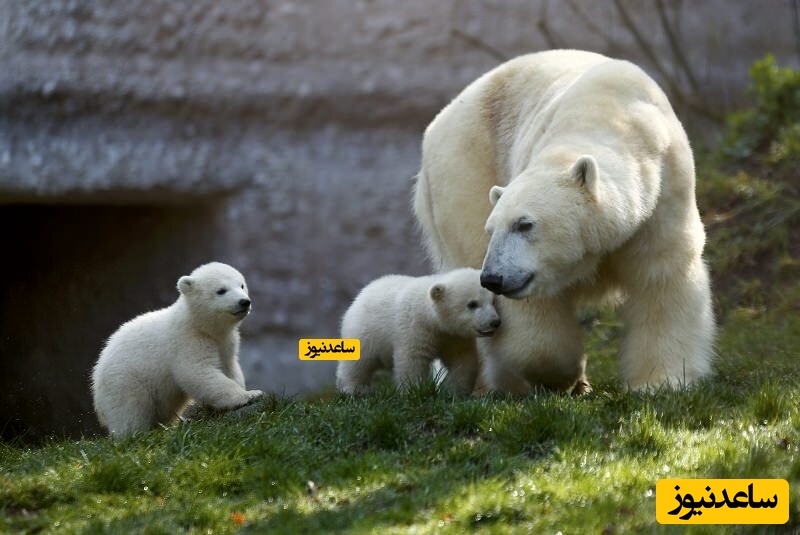 باغ وحش هلابرون و زیبایی های آن!