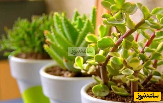 پرورش گل و گیاه