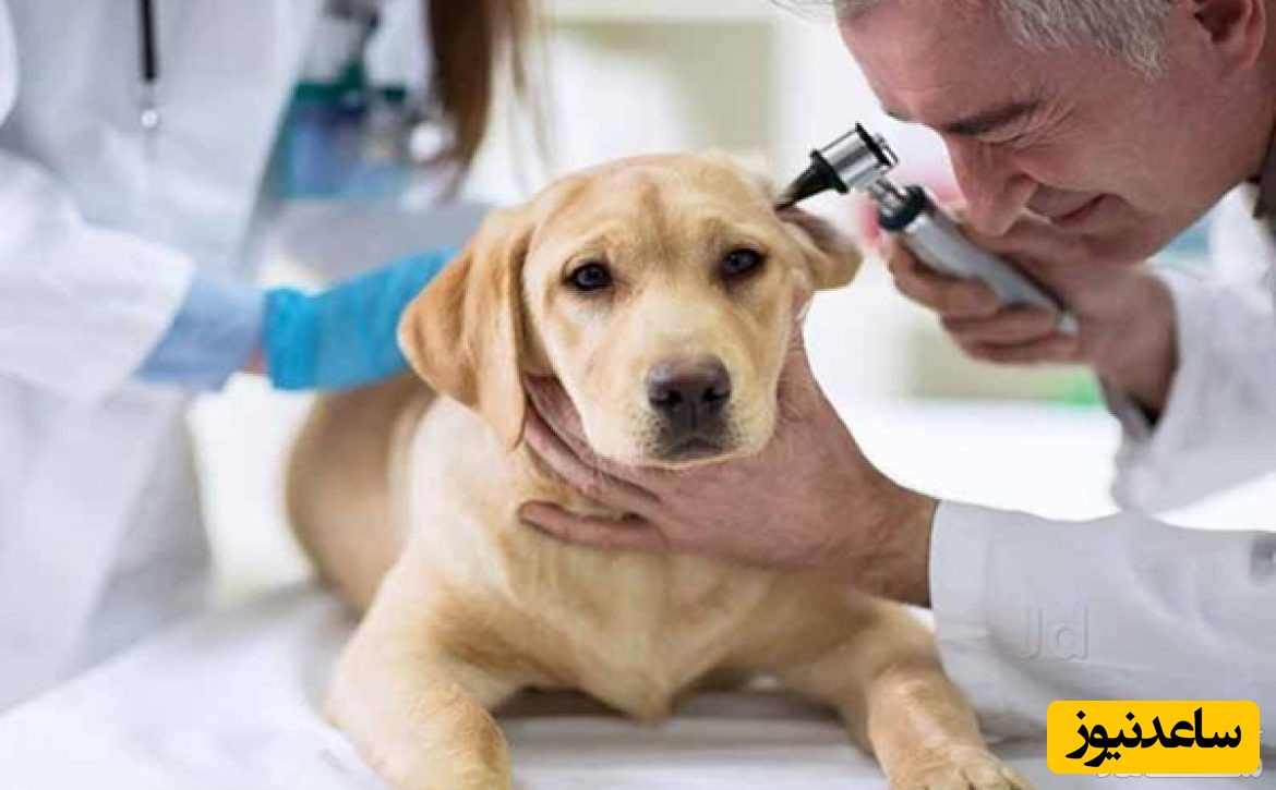 دانلود رایگان نمونه رزومه دامپزشکی