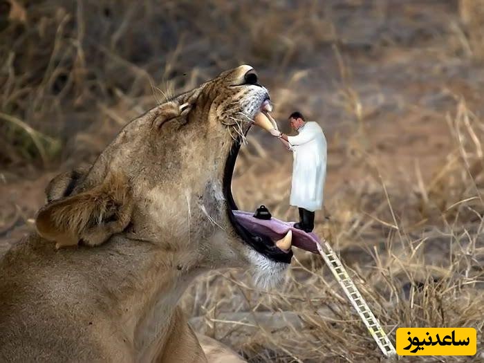 عکس های فتوشاپ شده که برنده خنده دارترین تصاویر سال دنیا شدند