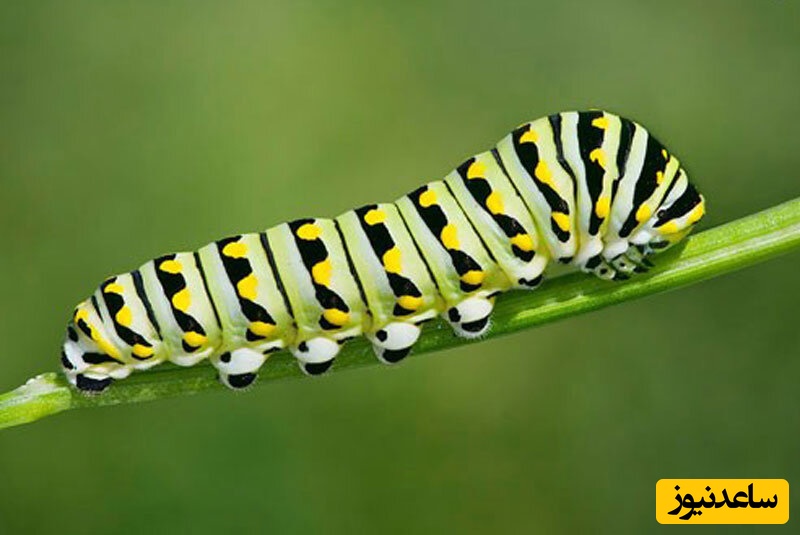 دیدن کرم در خواب چه تعبیری دارد؟ / تعبیر خواب کرم